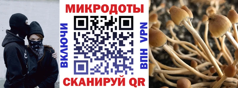 Галлюциногенные грибы Psilocybe  Ухта 